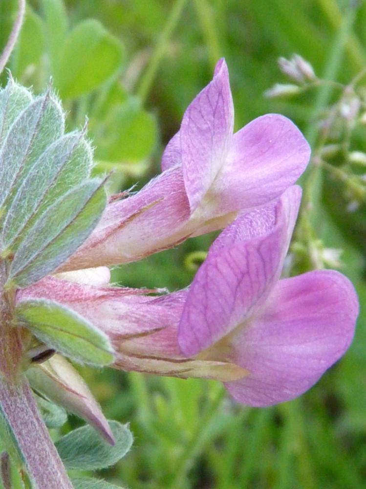 Vesce striée Vicia pannonica var. purpurascens (DC.) Ser., 1825