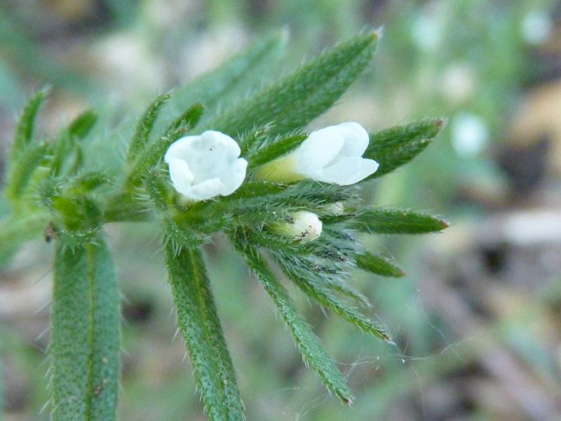Charée Buglossoides arvensis (L.) I.M.Johnst., 1954