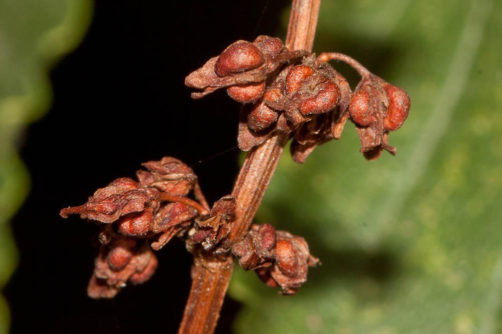 Patience agglomérée, Oseille agglomérée Rumex conglomeratus Murray, 1770