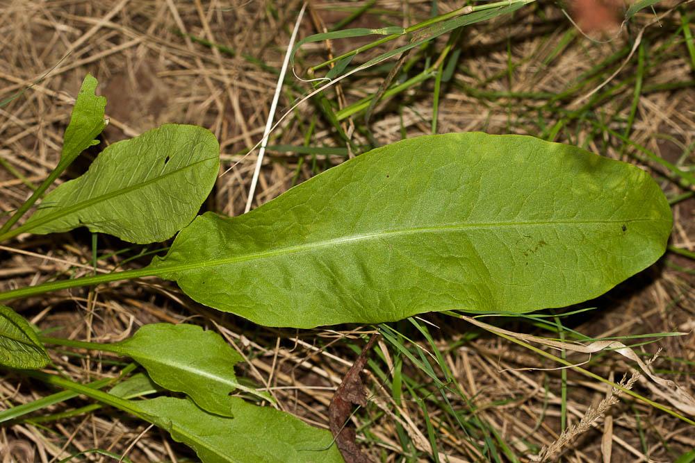 Patience agglomérée, Oseille agglomérée Rumex conglomeratus Murray, 1770