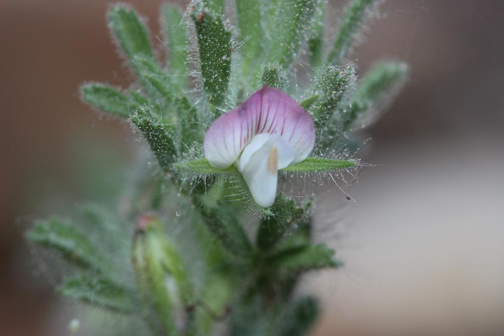 Bugrane à fleurs pendantes Ononis reclinata L., 1763