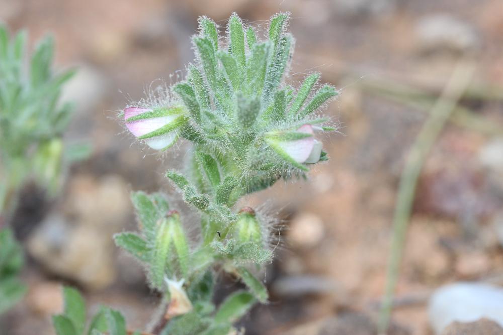 Bugrane à fleurs pendantes Ononis reclinata L., 1763