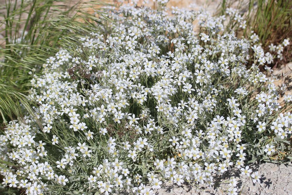 Céraiste tomenteux, Barbette Cerastium tomentosum L., 1753