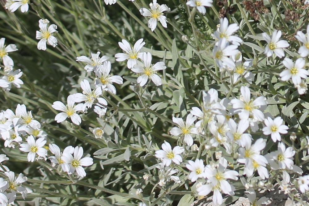 Céraiste tomenteux, Barbette Cerastium tomentosum L., 1753