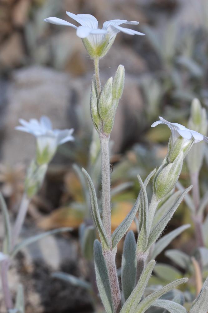 Céraiste tomenteux, Barbette Cerastium tomentosum L., 1753