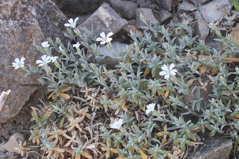 Céraiste tomenteux, Barbette Cerastium tomentosum L., 1753