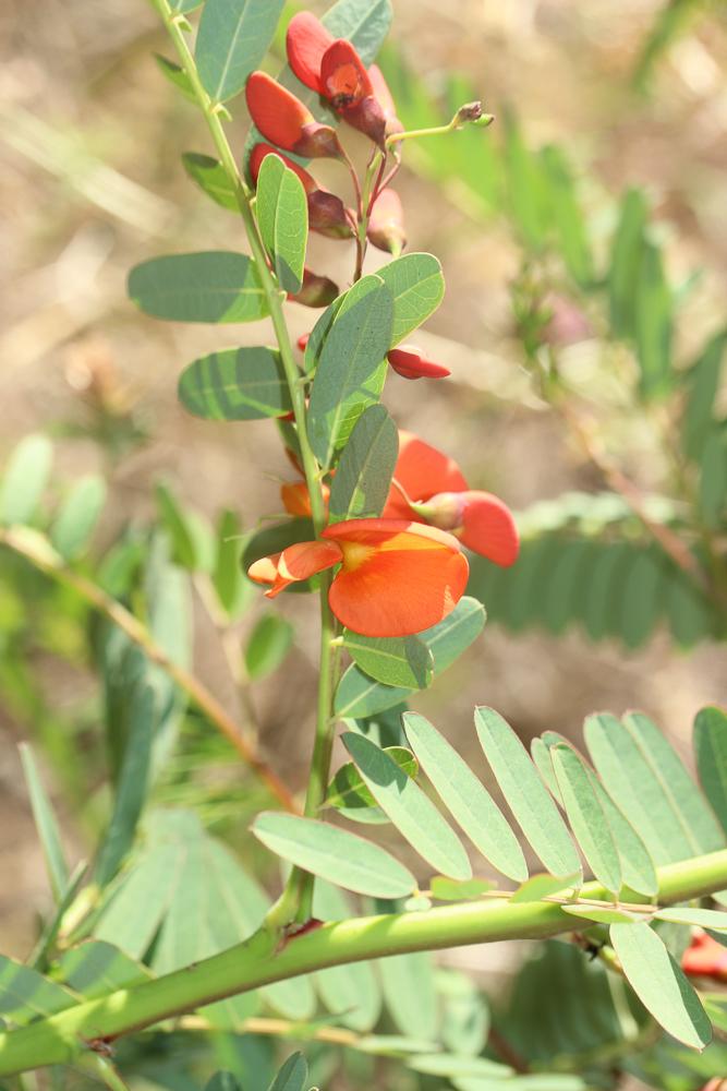 Flamboyant d'Hyères Sesbania punicea (Cav.) Benth., 1859