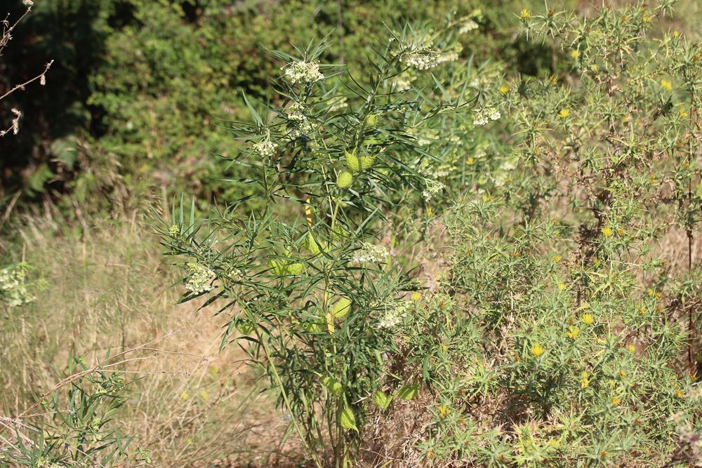 Gonphocarpe Gomphocarpus fruticosus (L.) R.Br., 1809