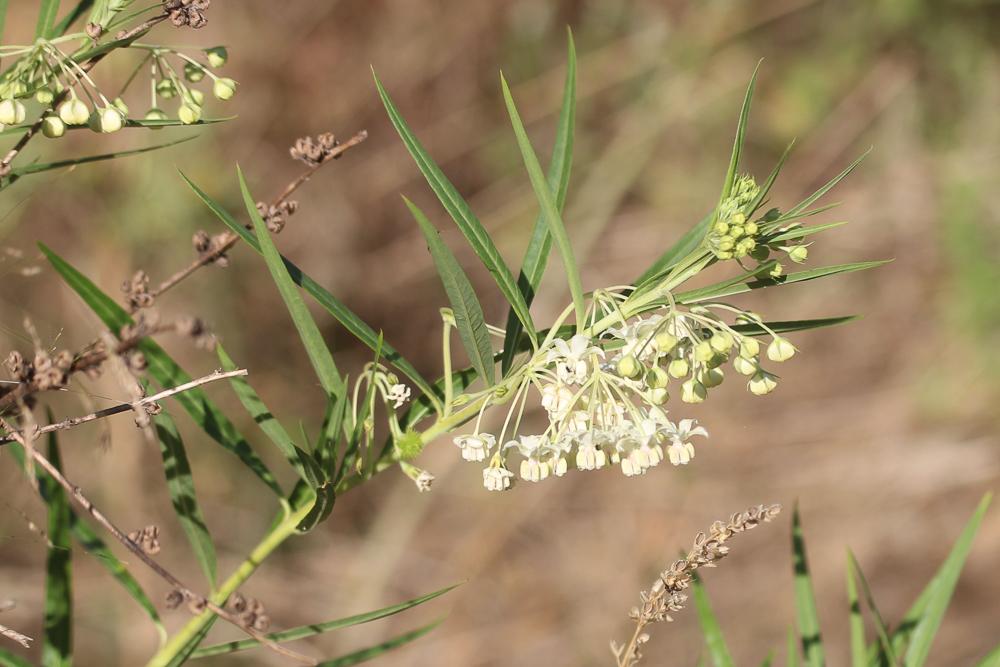 Gonphocarpe Gomphocarpus fruticosus (L.) R.Br., 1809