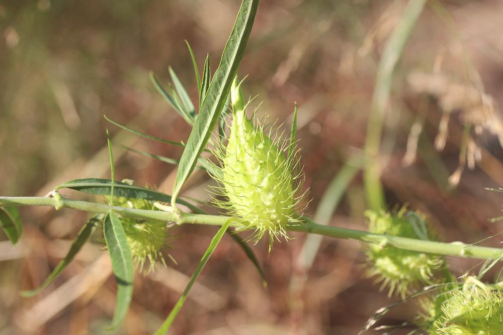 Gonphocarpe Gomphocarpus fruticosus (L.) R.Br., 1809