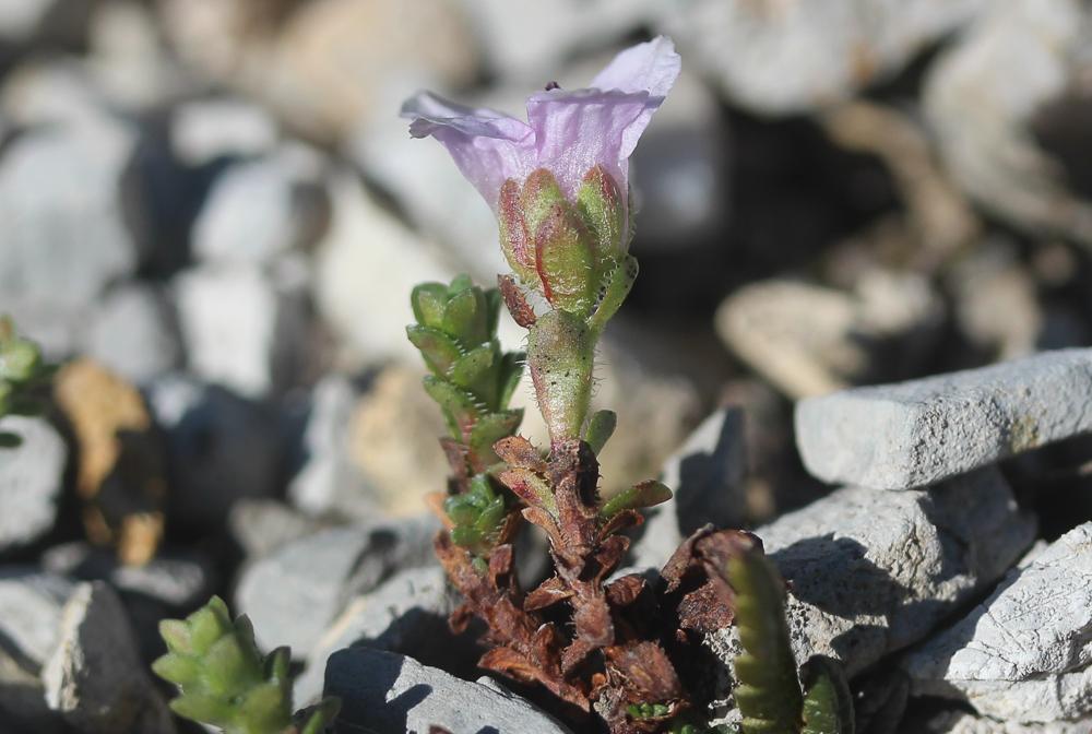 Saxifrage à feuilles opposées, Saxifrage glanduleu Saxifraga oppositifolia L., 1753