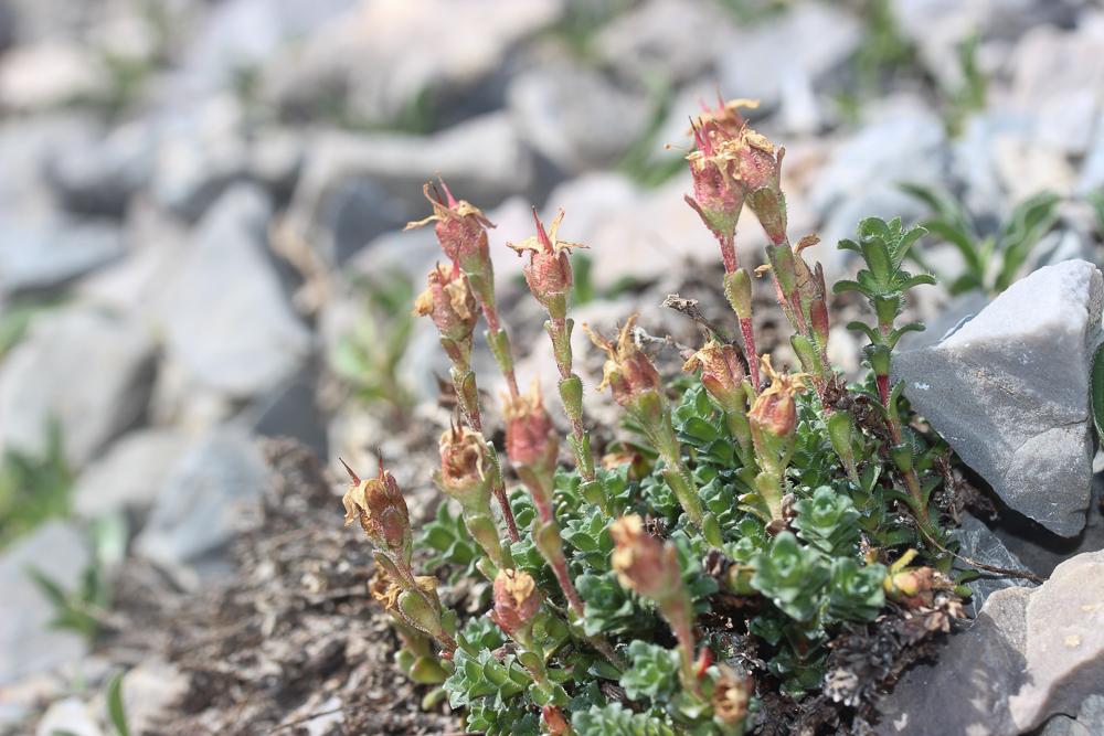 Saxifrage à feuilles opposées, Saxifrage glanduleu Saxifraga oppositifolia L., 1753