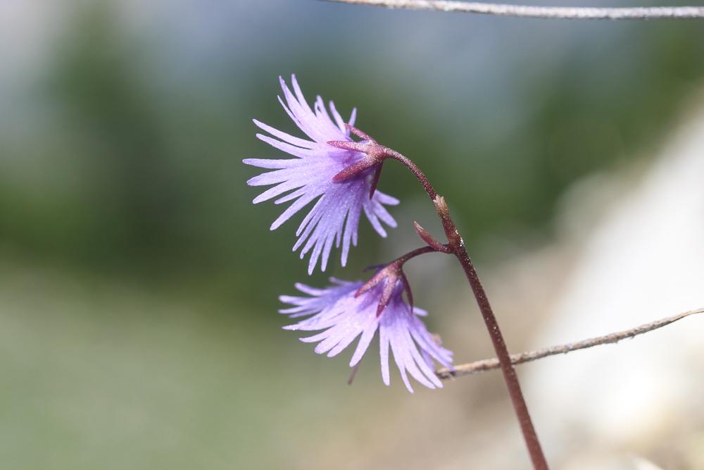 Soldanelle des Alpes Soldanella alpina L., 1753