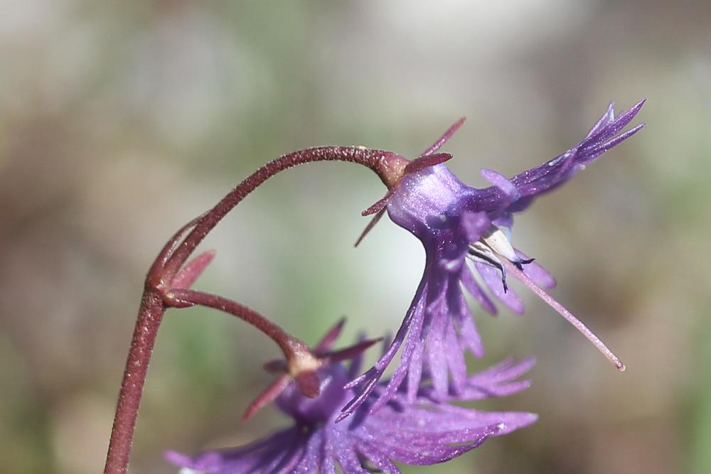 Soldanelle des Alpes Soldanella alpina L., 1753