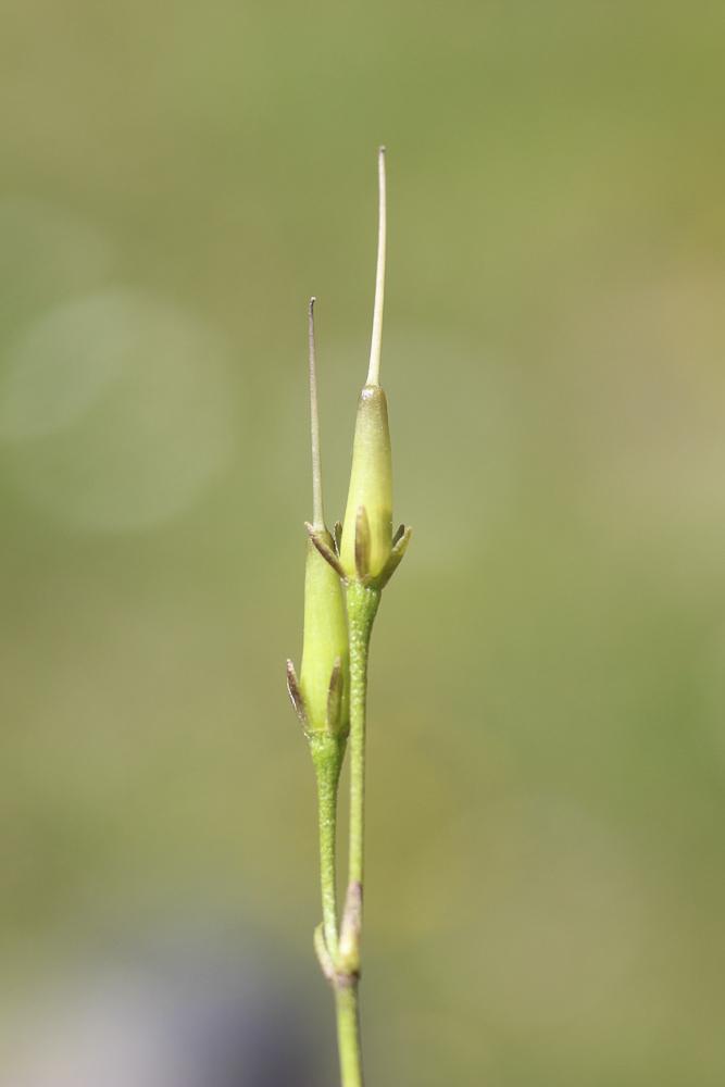 Soldanelle des Alpes Soldanella alpina L., 1753