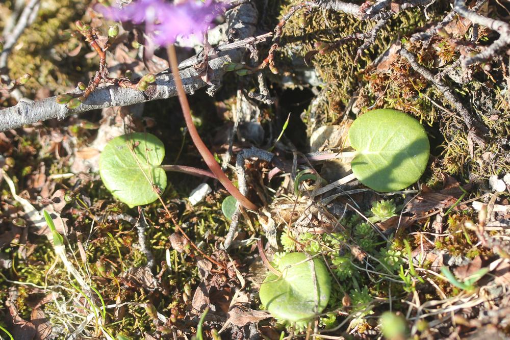 Soldanelle des Alpes Soldanella alpina L., 1753