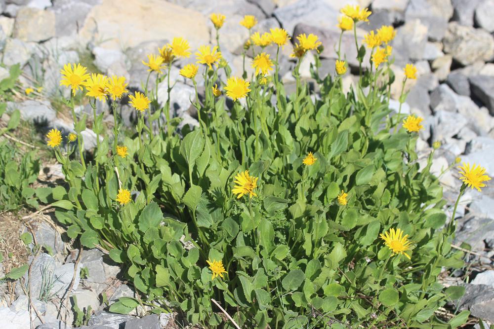 Doronic à grandes fleurs Doronicum grandiflorum Lam., 1786