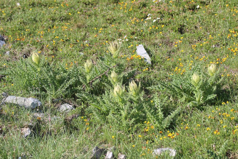 Cirse épineux Cirsium spinosissimum (L.) Scop., 1769