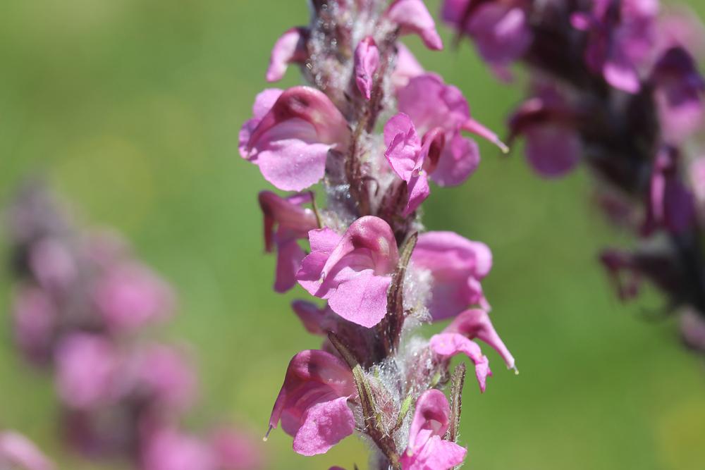 Pédiculaire incarnate Pedicularis rostratospicata subsp. helvetica (Steininger) O.Schwarz, 1949