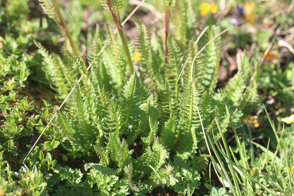 Pédiculaire incarnate Pedicularis rostratospicata subsp. helvetica (Steininger) O.Schwarz, 1949