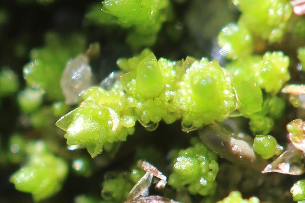  Bryum gemmiferum R.Wilczek & Demaret, 1976