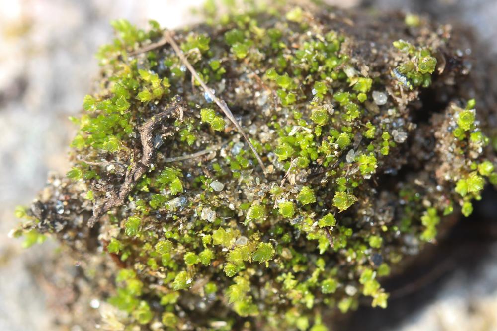 Bryum gemmiferum R.Wilczek & Demaret, 1976