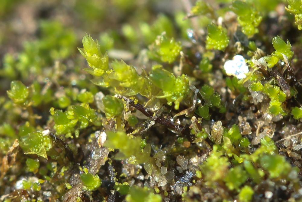  Bryum gemmiferum R.Wilczek & Demaret, 1976