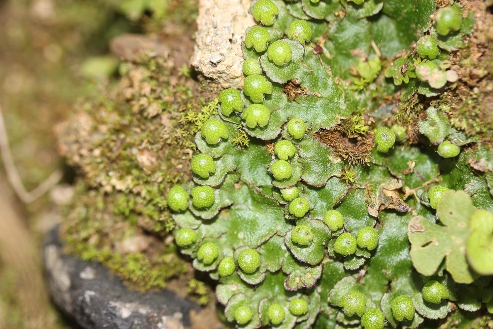 Reboulia hemisphaerica (L.) Raddi, 1818