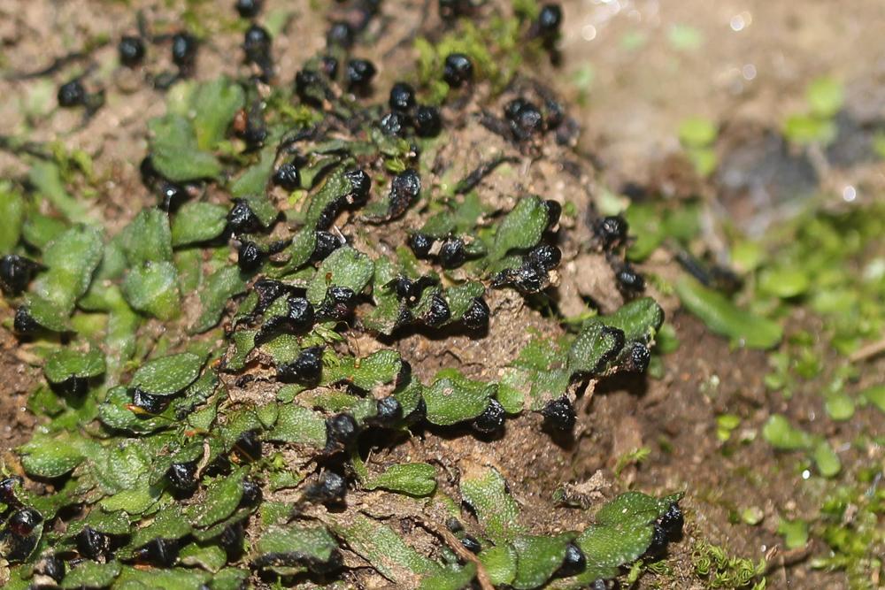 Targionia hypophylla L., 1753