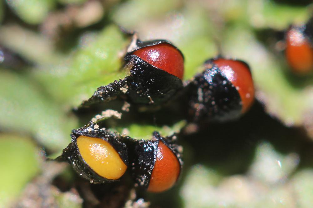 Targionia hypophylla L., 1753