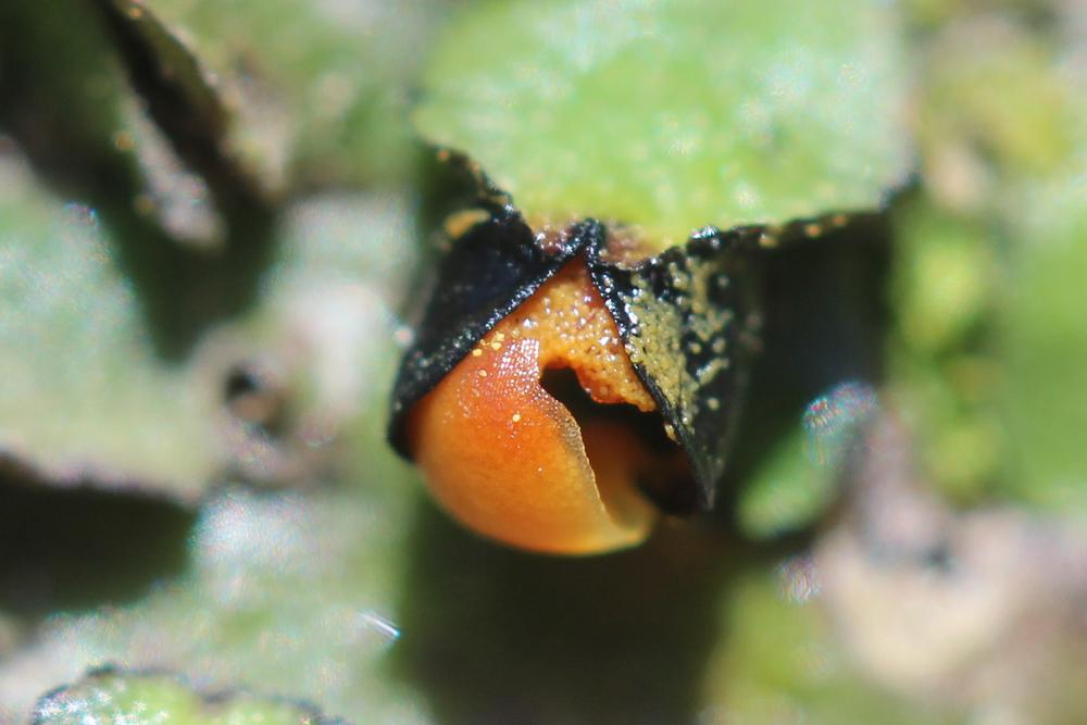 Targionia hypophylla L., 1753