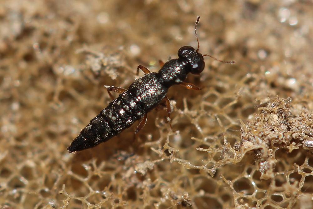 Stenus picipes Stephens, 1833