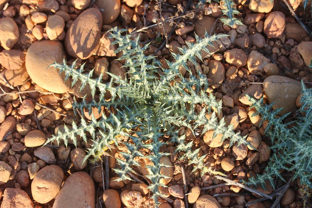 Chardon laiteux Galactites tomentosus Moench, 1794