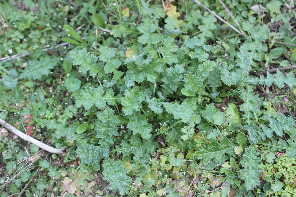 Chardon à tête dense, Chardon à capitules denses Carduus pycnocephalus L., 1763