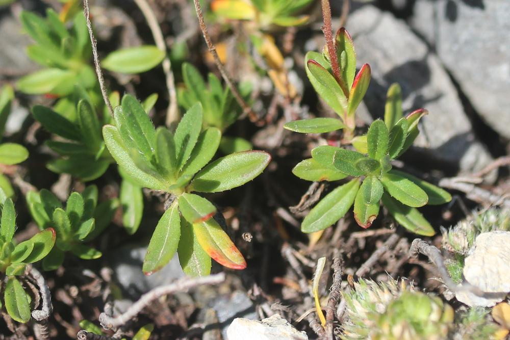 Hélianthème alpestre Helianthemum italicum var. alpestre (Jacq.) Gren., 1848