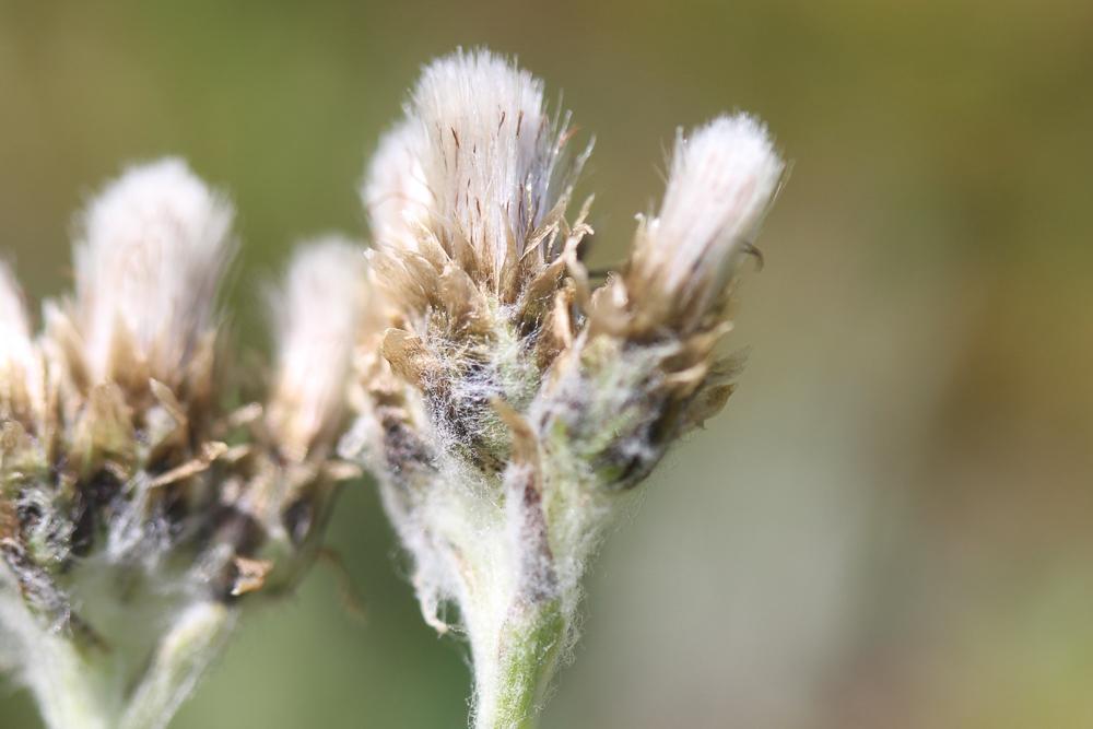 Pied-de-chat des Carpates Antennaria carpatica (Wahlenb.) Bluff & Fingerh., 1825