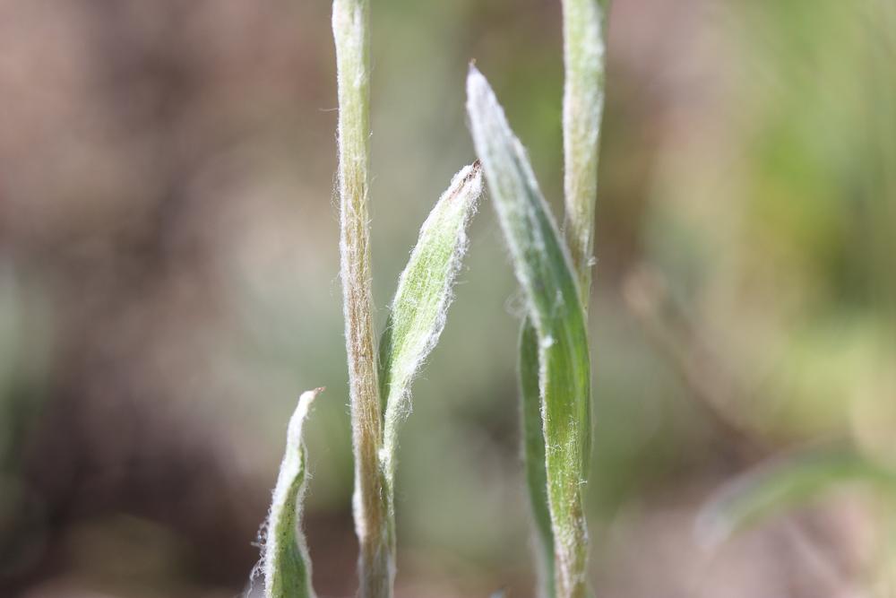 Pied-de-chat des Carpates Antennaria carpatica (Wahlenb.) Bluff & Fingerh., 1825