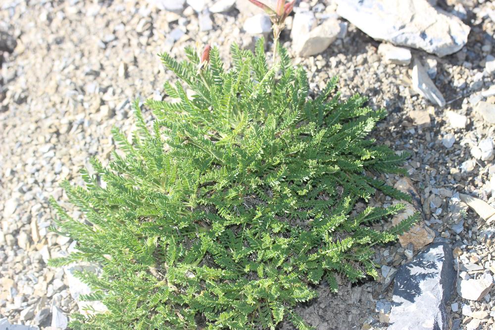 Oxytropis de Suisse, Oxytropis de Gaudin Oxytropis helvetica Scheele, 1843