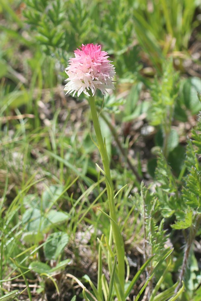 Nigritelle de Cornelia, Nigritelle rose Gymnadenia nigra subsp. corneliana (Beauverd) J.-M.Tison, 2010