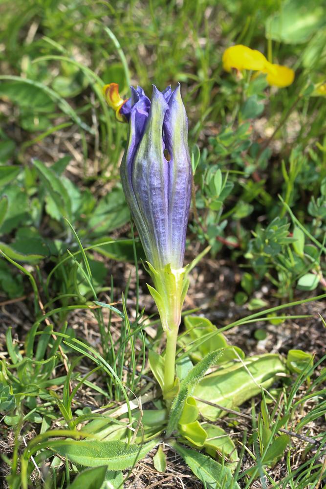 Gentiane acaule Gentiana acaulis L., 1753