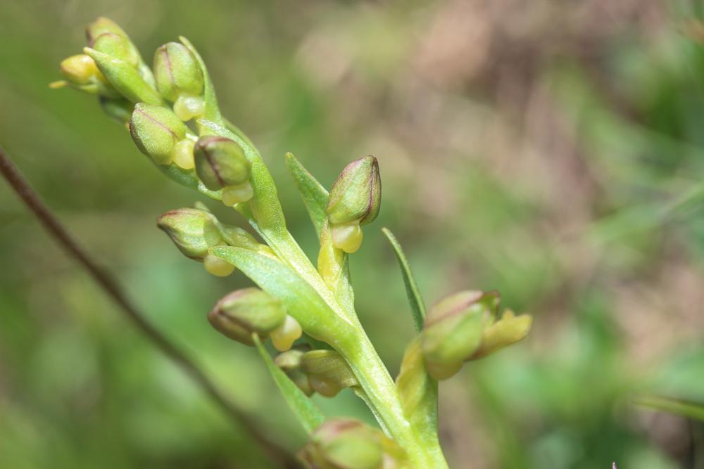 Orchis vert, Orchis grenouille, Satyrion vert Dactylorhiza viridis (L.) R.M.Bateman, Pridgeon & M.W.Chase, 1997