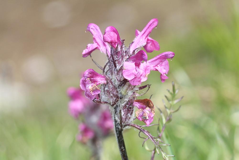 Pédiculaire d'Allioni Pedicularis rosea subsp. allionii (Rchb.f.) Arcang., 1882