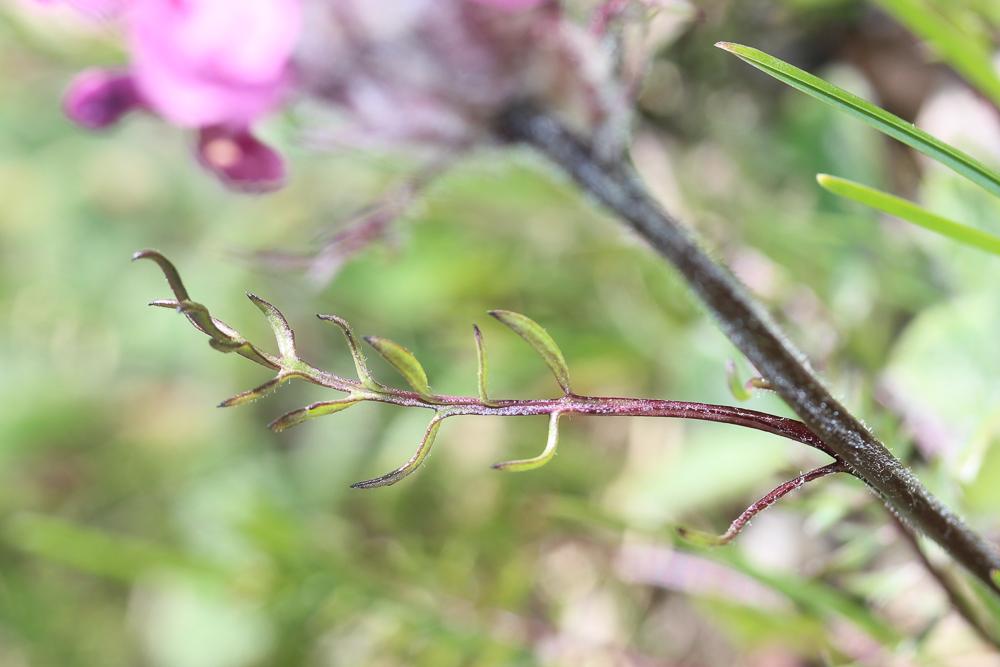 Pédiculaire d'Allioni Pedicularis rosea subsp. allionii (Rchb.f.) Arcang., 1882