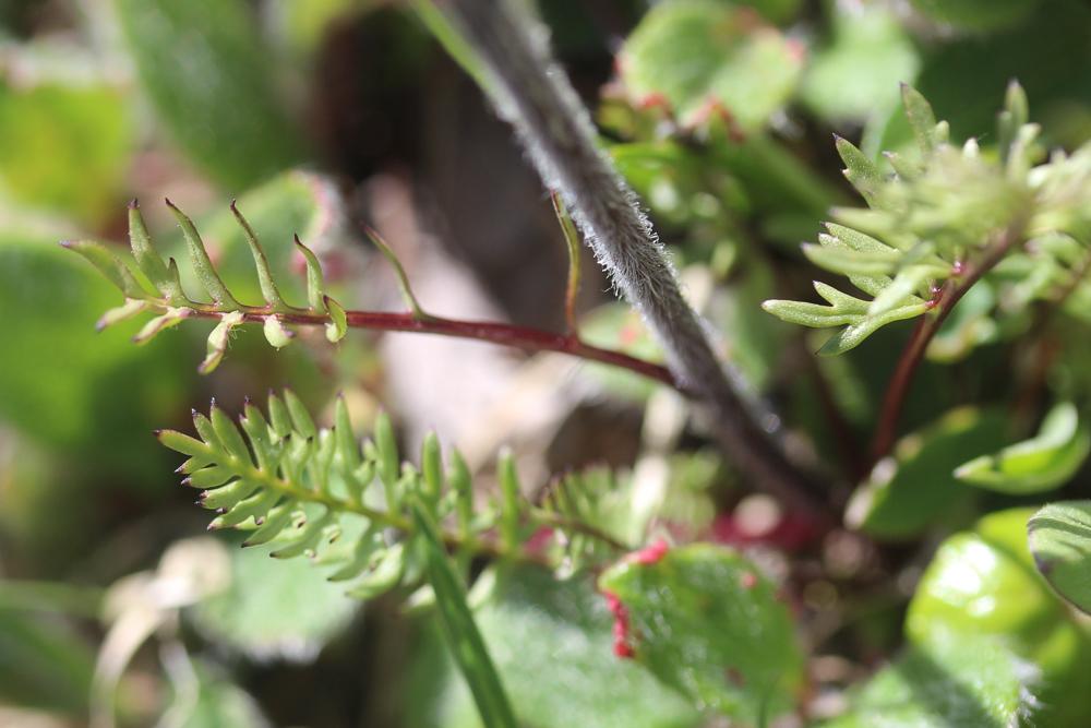Pédiculaire d'Allioni Pedicularis rosea subsp. allionii (Rchb.f.) Arcang., 1882