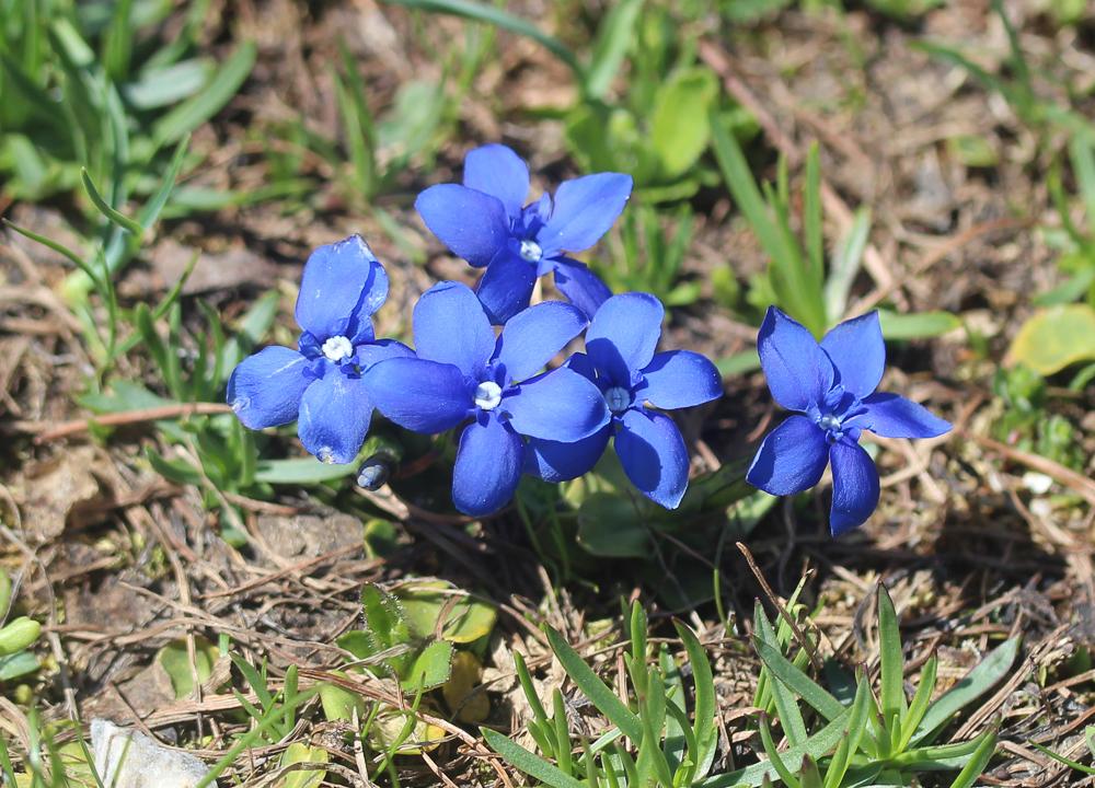 Gentiane à feuilles courtes Gentiana brachyphylla Vill., 1779