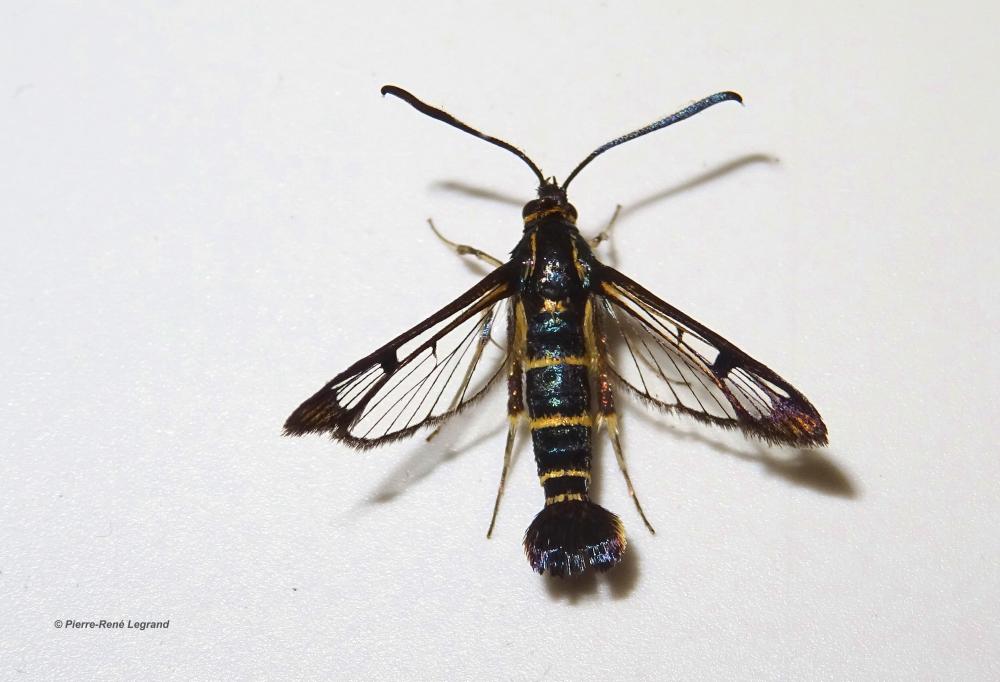 Sésie du Chène (La) Synanthedon conopiformis (Esper, 1782)