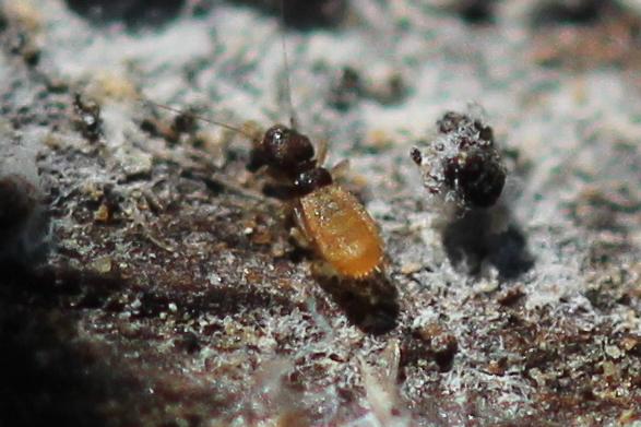 Liposcelis Motschulsky, 1852