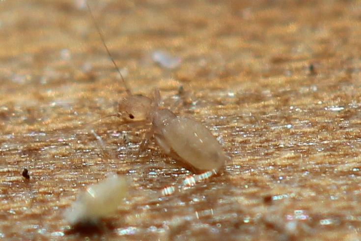 Liposcelis Motschulsky, 1852