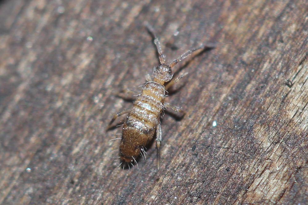  Willowsia nigromaculata (Lubbock, 1873)