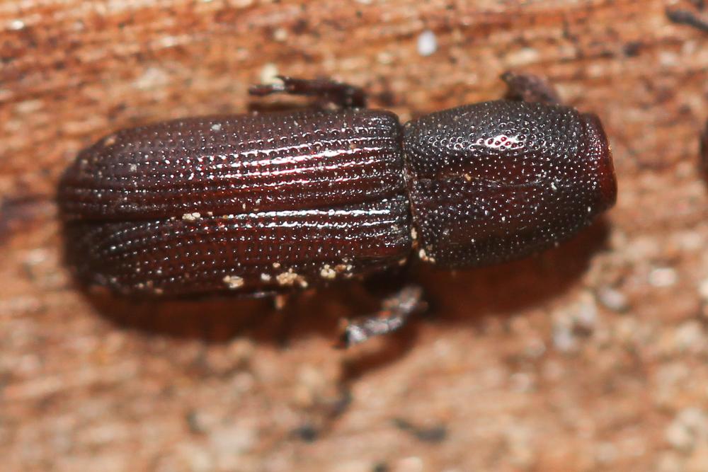  Euophryum Broun, 1909